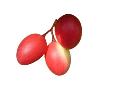 Koromcha Fruit