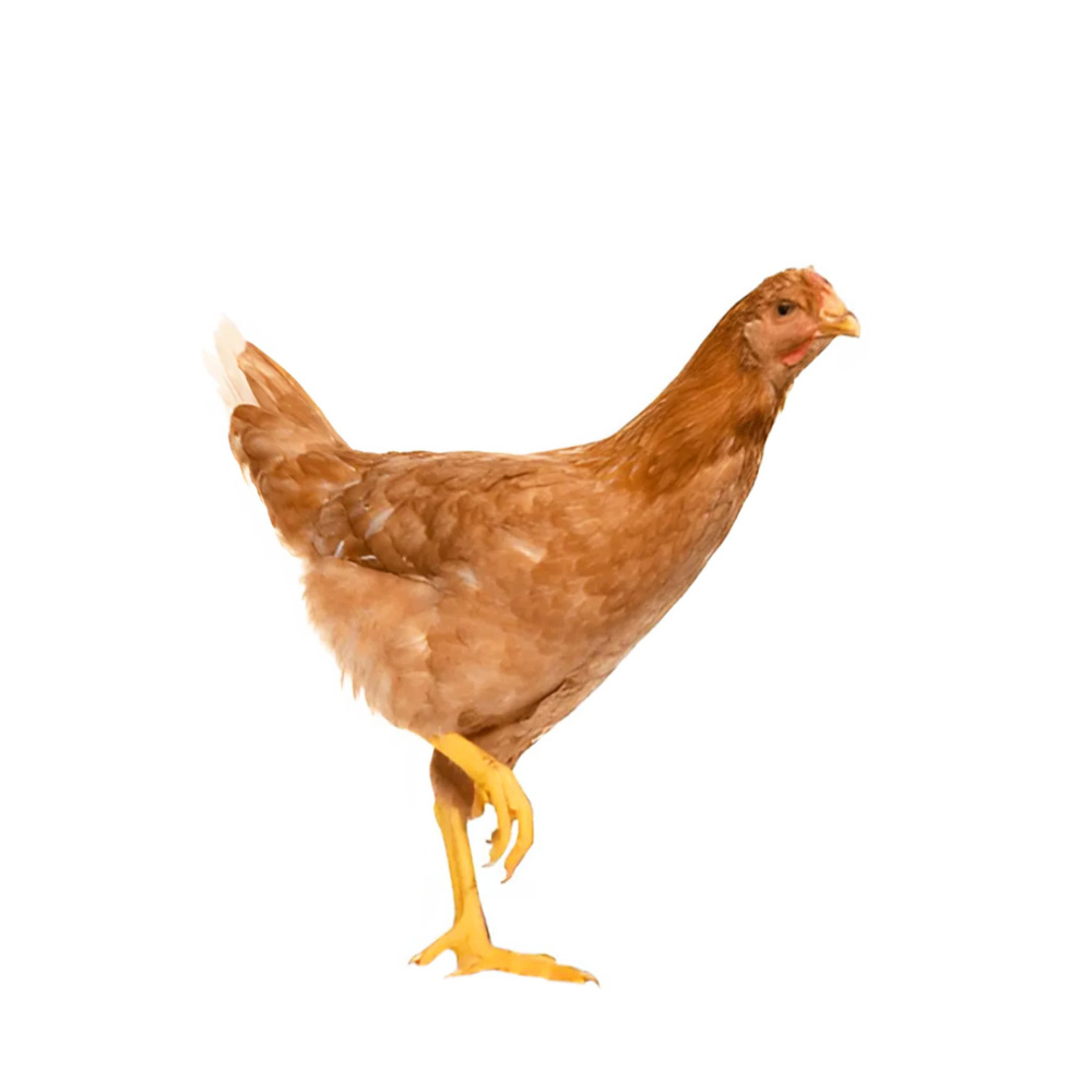 Live Cock Chicken (Processed) ± 25 gm