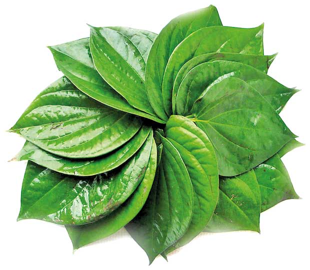 Paan (Betel Leaf)