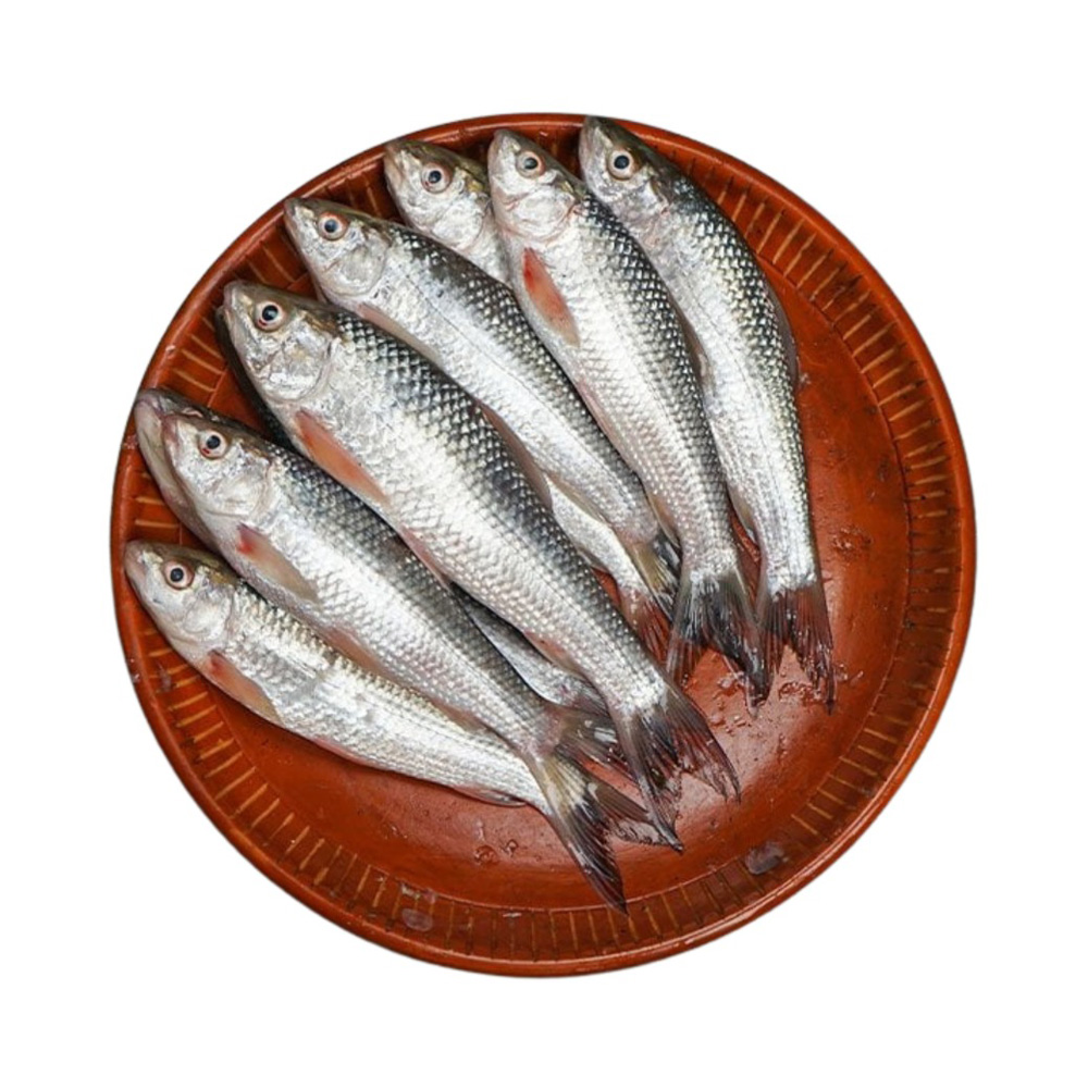 PQS Bata Fish Processed