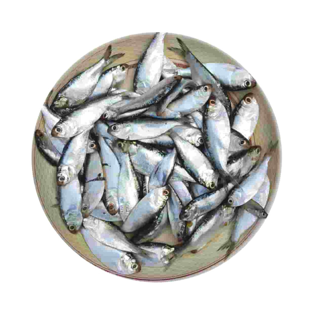 PQS Chapila Fish Processed